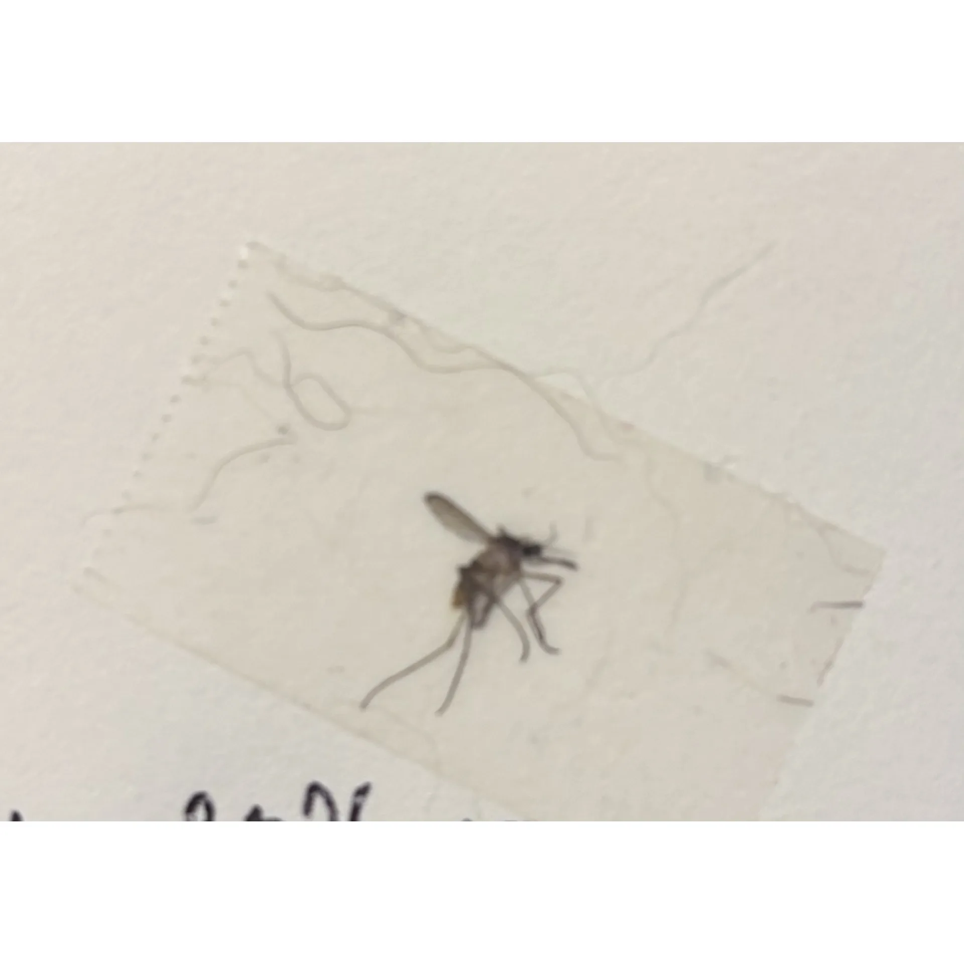 Evidence depicting Buzzington